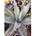 画像2: Agave   不明種　   G-01 (2)