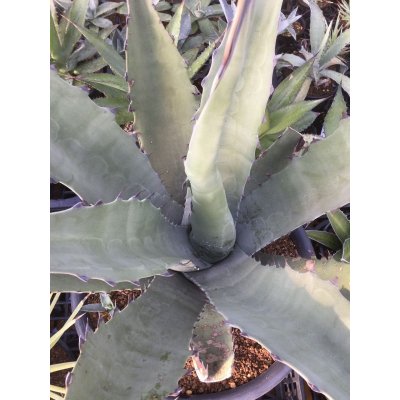 画像3: Agave   不明種　   G-01