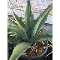 Agave   不明種　   G-01