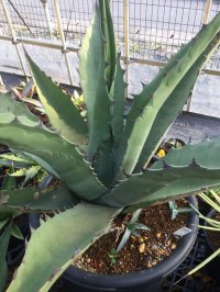 Agave   不明種　   G-01