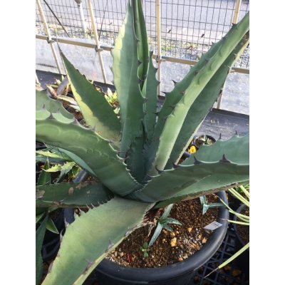 画像1: Agave   不明種　   G-01