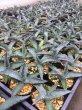 画像1: Agave sp. (1)
