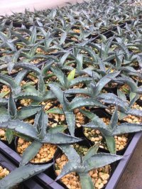 Agave sp.