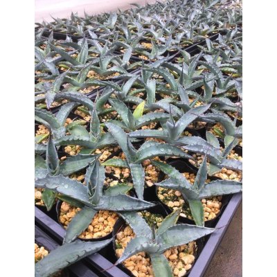 画像1: Agave sp.