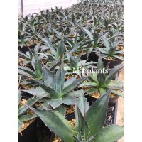 Agave montana