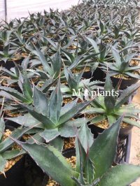 Agave montana