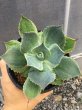 画像2: Agave potatorum  '鳳凰‘ (2)