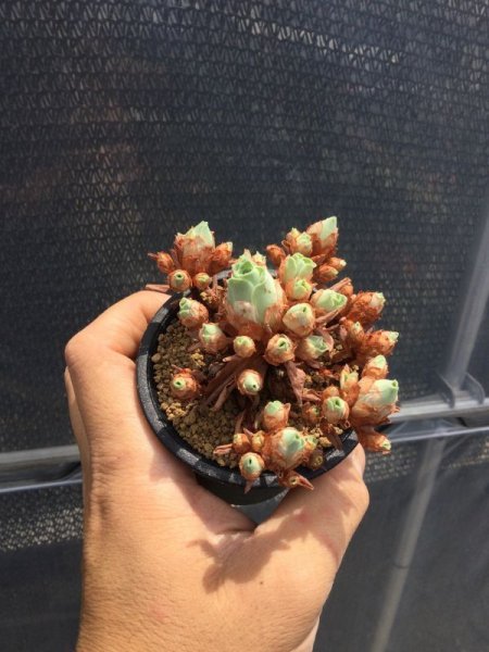 画像2: グリーノビア　ドドランタリス (2)