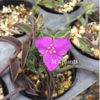 Tradescantia navicularis