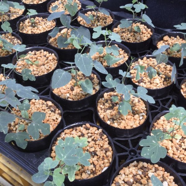 画像3: アデニア　イサロエンシス (3)