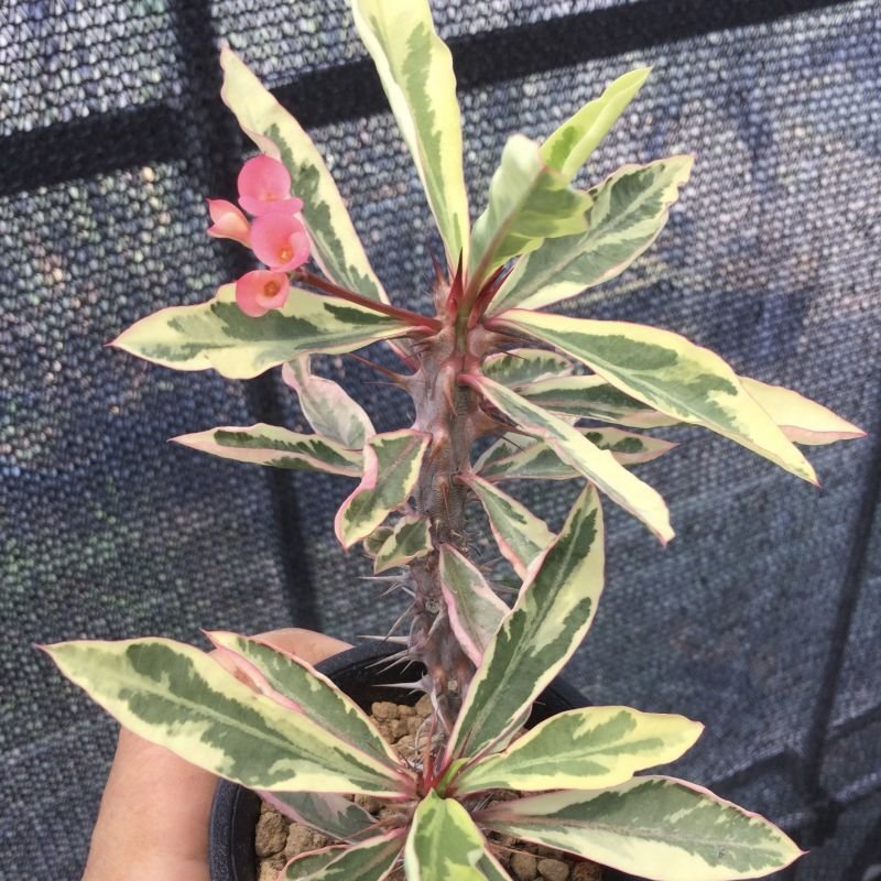 ユーフォルビア 花キリン錦 M S Plants