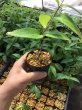 画像2: シンニンギア　セロヴィー (2)