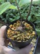 画像3: シンニンギア　セロヴィー (3)