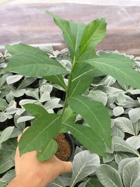 画像1: Adansonia digitata (1)