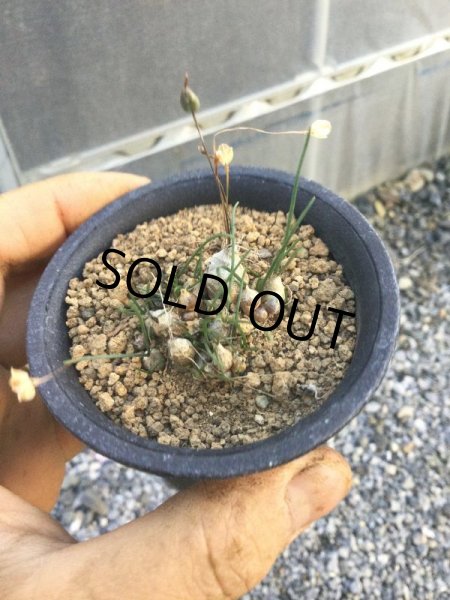 画像1: ドリミア　プシラ (1)