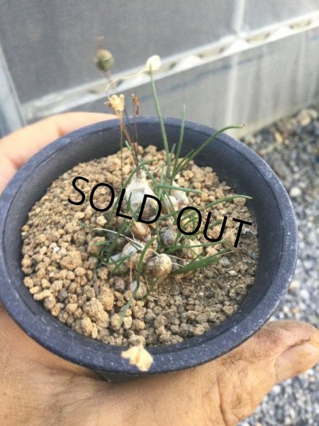 画像3: ドリミア　プシラ (3)