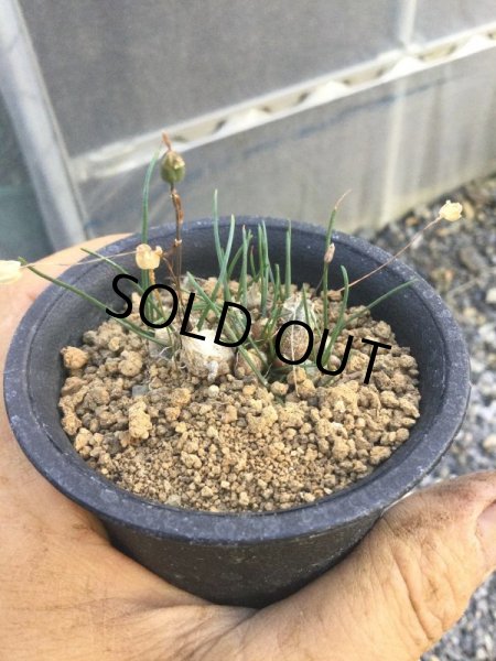 画像2: ドリミア　プシラ (2)