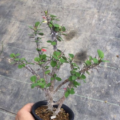 画像2: ユーフォルビア　milii v. imperatae