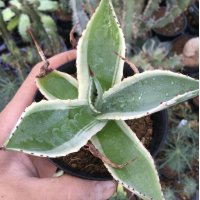 Agave   celsii  ‘セルシー錦‘