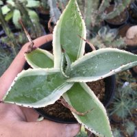 Agave   celsii  ‘セルシー錦‘