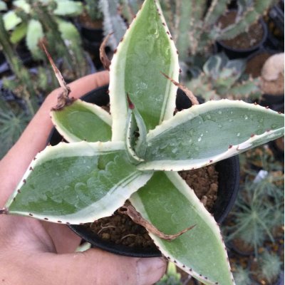 画像1: Agave   celsii  ‘セルシー錦‘