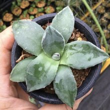 サンプル1: Agave applanata ‘メリコ’