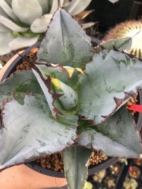 Agave  titanota  ‘Black & Blue’