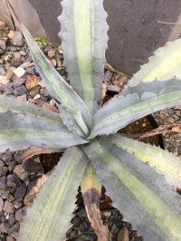 Agave americana var. expansa mediopicta ‘Pallida'