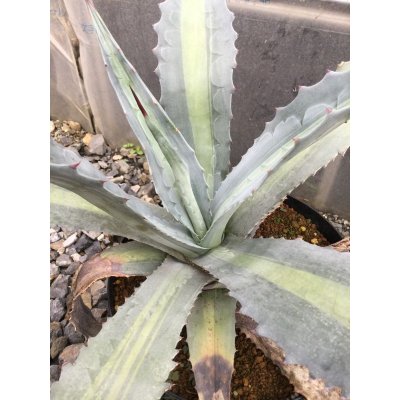 画像2: Agave americana var. expansa mediopicta ‘Pallida'