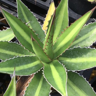 画像1: Agave  lophantha  ' 万代 '