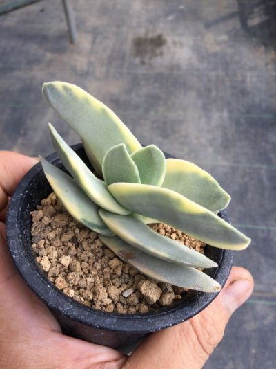 画像1: クラッスラ　神刀錦