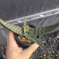 Aloe transvaalensis