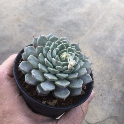 画像2: エケベリア　沙羅姫牡丹