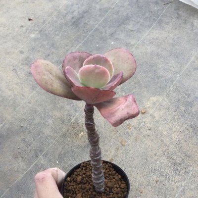 画像2: エケベリア　ラファーム