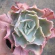 画像2: エケベリア   イサドラ (2)