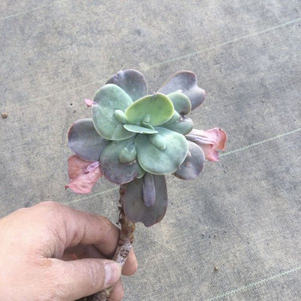 画像3: エケベリア　ポールバーニヤン (3)