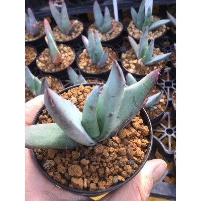 画像2: Aloe petricola