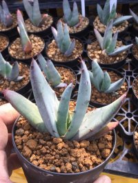 Aloe petricola