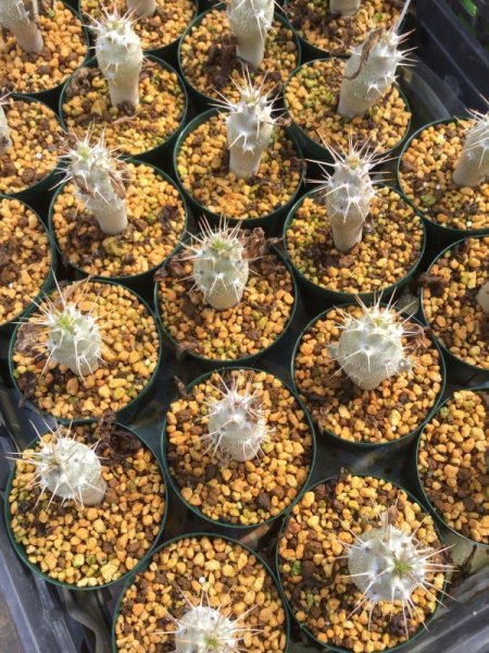 画像2: パキポディウム　サンデルシー (2)