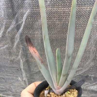 画像1: Aloe plicatilis