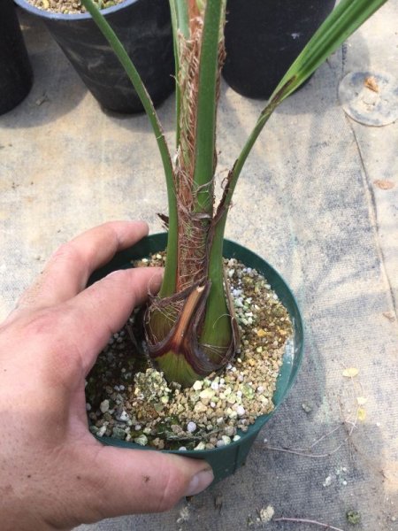 画像3: Butia odorata (3)