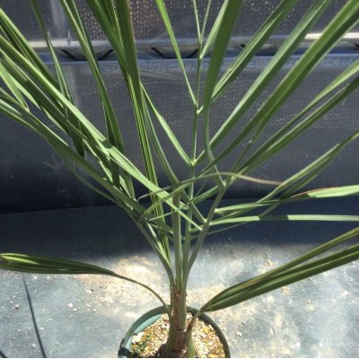 画像2: Butia odorata