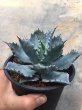 画像3: アガベ　イシスメンシス　m-01 (3)