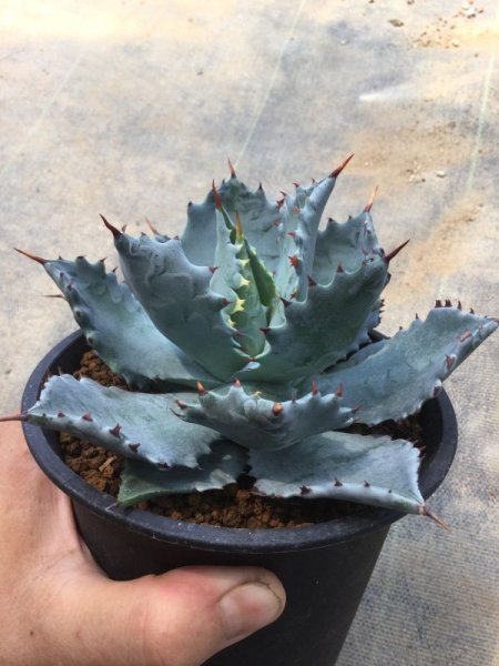 画像3: アガベ　イシスメンシス　m-01 (3)
