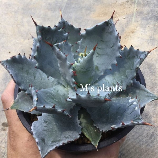 画像1: アガベ　イシスメンシス　m-01 (1)