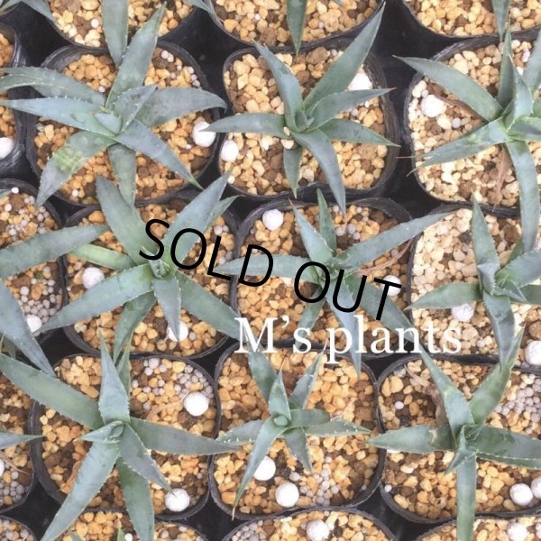 画像1: Agave utahensis (1)