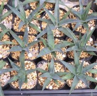 Agave utahensis subsp. kaibabensis