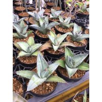 Agave titanota 'Blue'