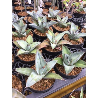 画像1: Agave titanota 'Blue'