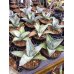 画像1: Agave titanota 'Blue' (1)